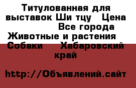 Титулованная для выставок Ши-тцу › Цена ­ 100 000 - Все города Животные и растения » Собаки   . Хабаровский край